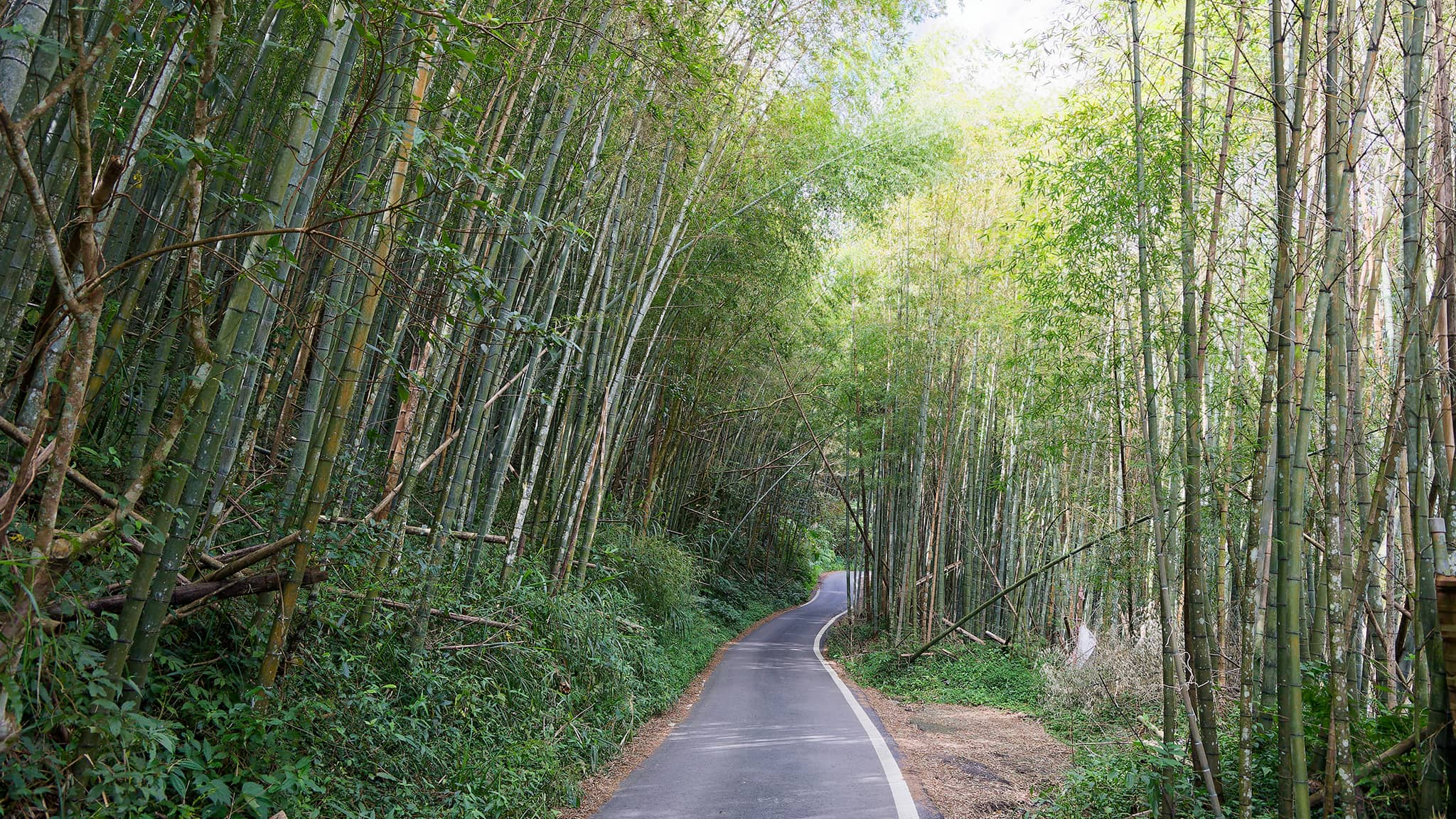 05 - Alishan (10).jpg